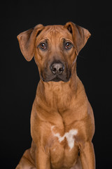 Portrait of a Rhodesian Ridgeback dog looking at the camera at a black background