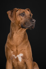 Portrait of a Rhodesian Ridgeback dog looking up at a black background in a vertical image