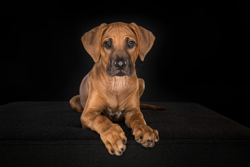 Rhodesian Ridgeback puppy looking at the camera lying down at a black background