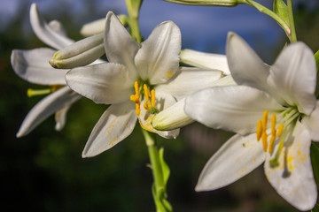 Obraz premium .white lily flowers in the garden