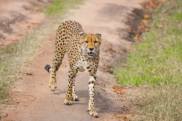 The cheetah walk freely on the car tracks