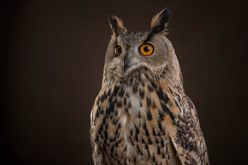 Eagle owl portrait at a dark brown background