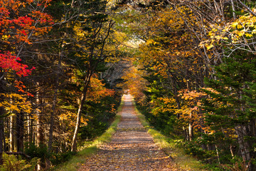 Obraz premium 日本・北海道東部の国立公園、紅葉した林道