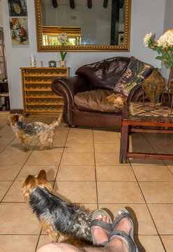 Feet of a person sitting relaxing in the lounge at home together with pets dogs image in vertical format