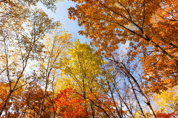 日本・北海道東部の国立公園、紅葉した林道