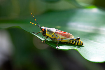 A grasshopper rests on a leaf of a coastal plant