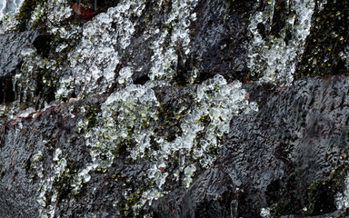 苔に付く飛沫氷