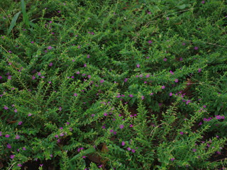 leaves green with small purple flowers.