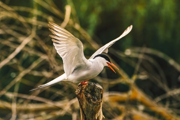 Obraz premium Arctic Tern - Sterna Paradisaea as seen in the Danube Delta, Romania Europe