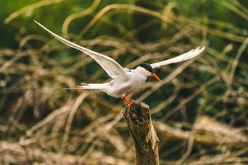 Obraz premium Danube Delta birds, the Arctic Tern - Sterna Paradisaea landing on a stump of wood