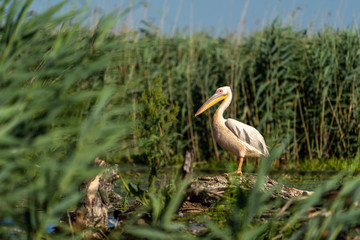 Pelican sitting on a stump in the reed in the Danube Delta, Romania