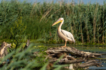 Danube Delta Pelican in the reeds