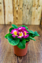 Violet Saintpaulias flowers commonly known as African violets Parma violets close up isolated colored bokeh background.