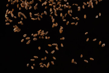 Falling wheat grains on a black background. Selective focus.