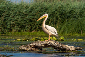 The most common and well known bird in the Danube Delta, the Great White Pelican