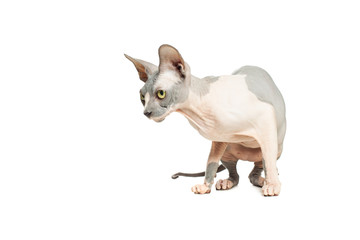 Cute cat don sphynx isolated on white background