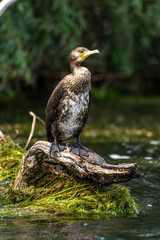 Cormorant (also known as Cormoran or Phalacrocoracidae) waiting for a catch in the Danube Delta, Romania