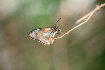 Obraz na płótnie Canvas Blue Tiger Butterfly also known as Tirumala limniace.
