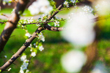 Flowering tree branch in spring.