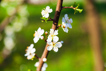 Flowering tree branch in spring.