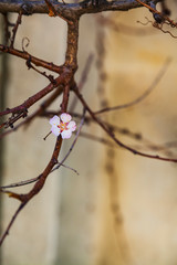 Flowering tree branch in spring.