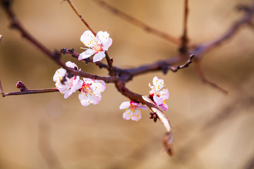 Flowering tree branch in spring.