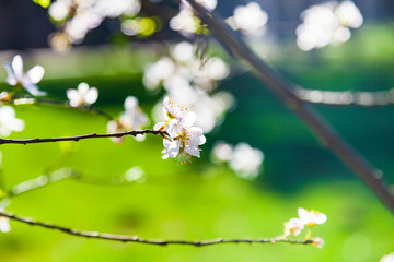 Flowering tree branch in spring.
