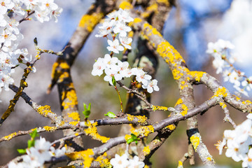 Flowering tree branch in spring.