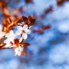 Flowering tree branch in spring.