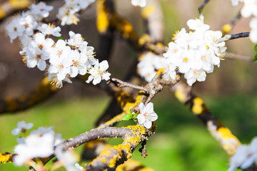 Flowering tree branch in spring.