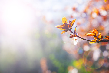 Flowering tree branch in spring.
