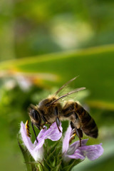 Bee Pollunating Flower - Beautiful Macro Photo
