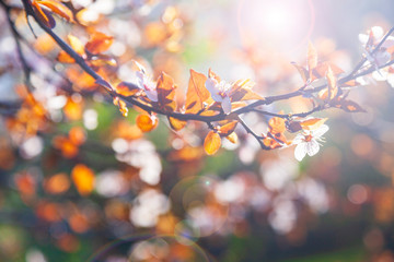 Flowering tree branch in spring.