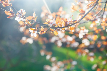 Flowering tree branch in spring.