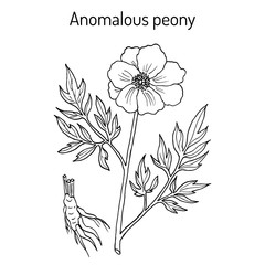 Anomalous peony Paeonia anomala , medicinal plant