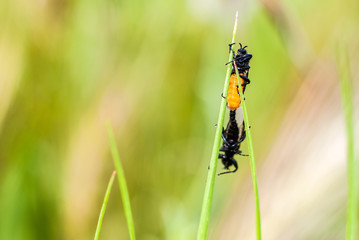 mating insects on green background