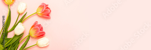 Bouquet of Pink and white tulips on an isolated pink background. The concept of spring, holiday, postcard, March 8, mother's day. Banner. Flat lay, top view