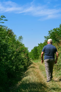 Anziano signore, uomo,  cammina tra la folta vegetazione selvatica della campagna.