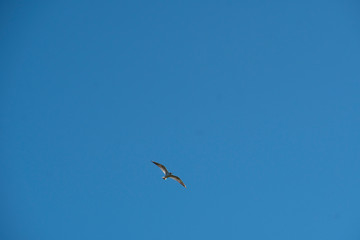 Volando libre