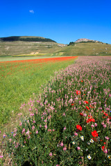 Norcia (PG), Italy - May 25, 2015: The famous spring flowering in the fields around Castelluccio di Norcia, Highland of Castelluccio di Norcia, Norcia, Umbria, Italy, Europe