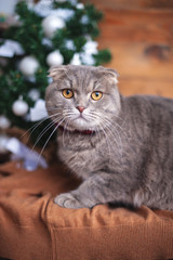 Funny british cat with orange eyes