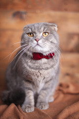 Funny british cat with orange eyes and a bow-tie