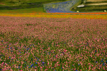 Norcia (PG), Italy - May 25, 2015: The famous spring flowering in the fields around Castelluccio di...