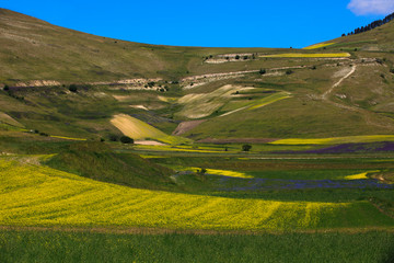 Norcia (PG), Italy - May 25, 2015: The famous spring flowering in the fields around Castelluccio di...