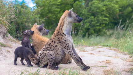 Hyänenfamilie in Afrika