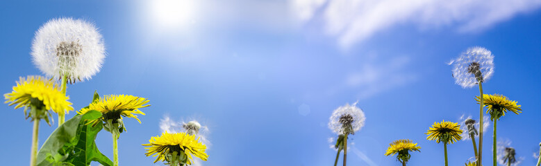 Obraz premium Summer background dandelions on a background of blue sky with clouds web banner with copy space:summer time concept