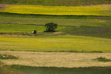 Norcia (PG), Italy - May 25, 2015: The famous spring flowering in the fields around Castelluccio di...