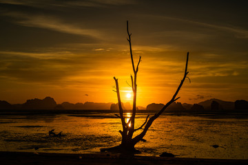 Old Tree in Sun rise at Koh Yao Noi, Thailand