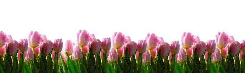 Banner of pink tulips on a white background