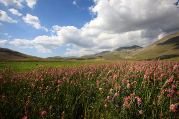 Norcia (PG), Italy - May 25, 2015: The famous spring flowering in the fields around Castelluccio di Norcia, Highland of Castelluccio di Norcia, Norcia, Umbria, Italy, Europe